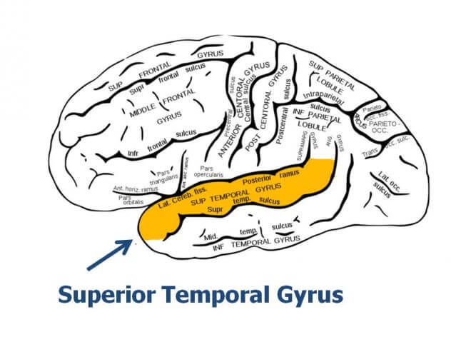 dog brain structure