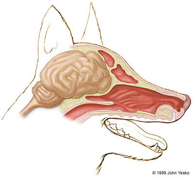 DOG BRAIN