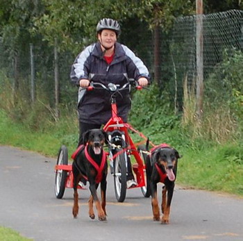 Dog Race, Fastest Dog Breeds, Speed of Dogs