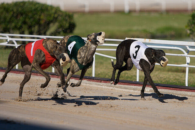 Dog Race, Fastest Dog Breeds, Speed of Dogs