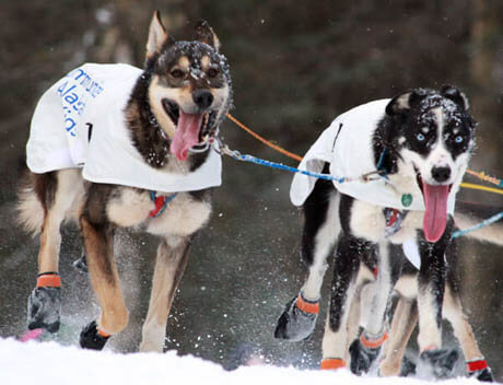 Dog Race, Fastest Dog Breeds, Speed of Dogs