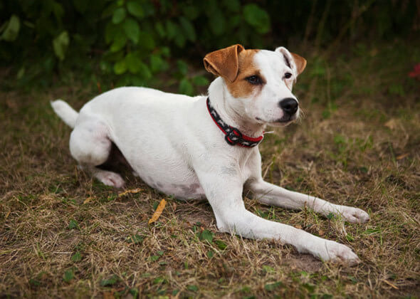 Dog Race, Fastest Dog Breeds, Speed of Dogs