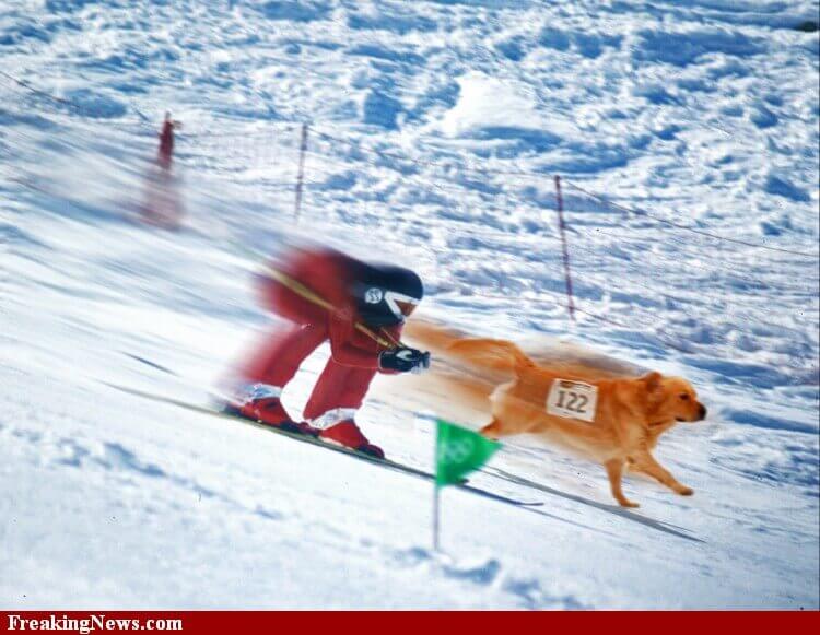 Dog Race, Fastest Dog Breeds, Speed of Dogs