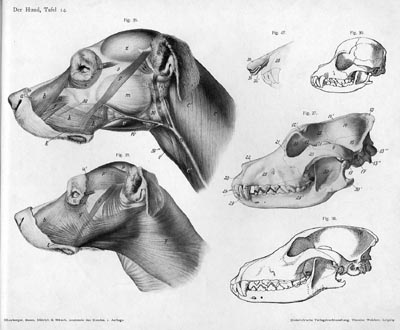 Dog Head Structure