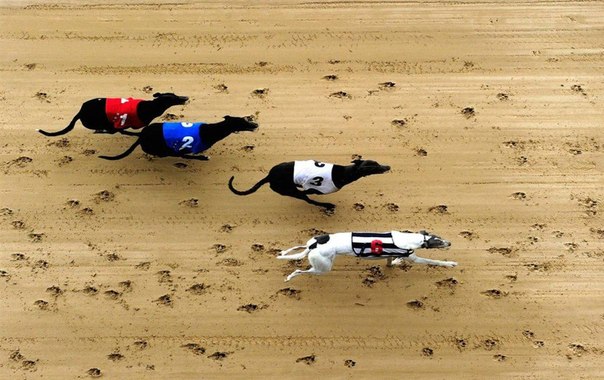 Dog Race, Fastest Dog Breeds, Speed of Dogs