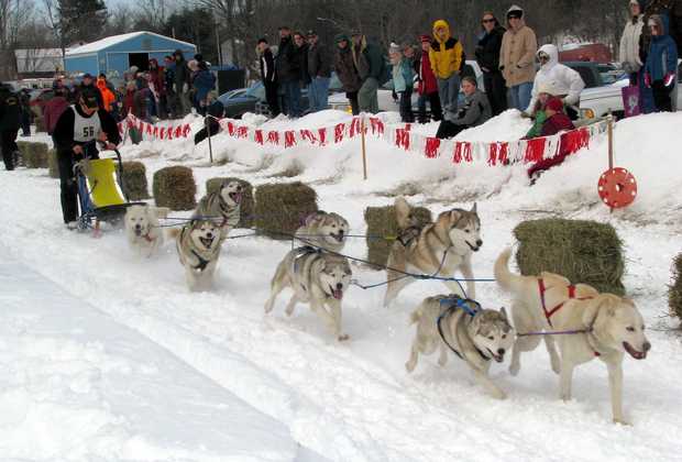 Dog Race, Fastest Dog Breeds, Speed of Dogs