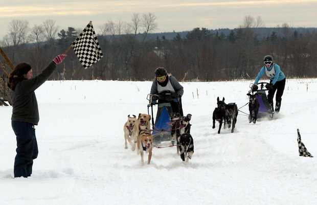 Dog Race, Fastest Dog Breeds, Speed of Dogs