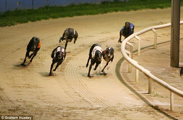 Dog Race, Fastest Dog Breeds, Speed of Dogs