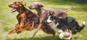 29 FASTEST DOG BREEDS