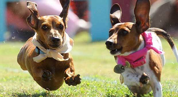 Dog Race, Fastest Dog Breeds, Speed of Dogs