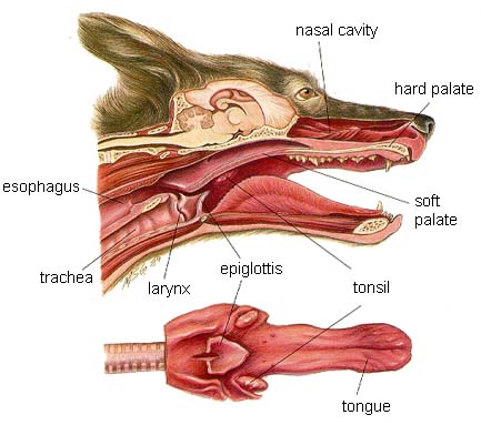 Dog Head Structure