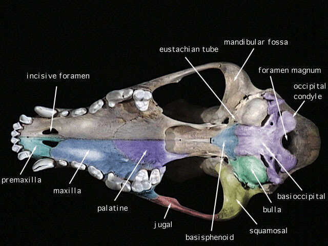 Dog Head Structure