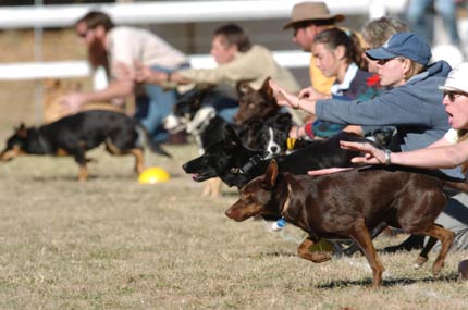 Dog Race, Fastest Dog Breeds, Speed of Dogs