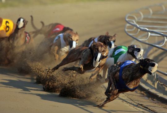 Dog Race, Fastest Dog Breeds, Speed of Dogs