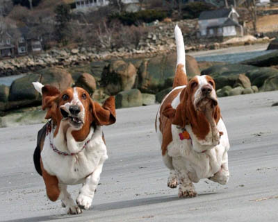 Dog Race, Fastest Dog Breeds, Speed of Dogs