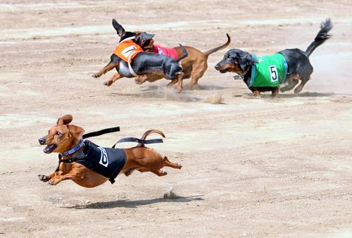 Dog Race, Fastest Dog Breeds, Speed of Dogs