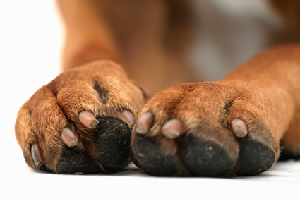 Dog Nails, Claws, Trimming and Clipping