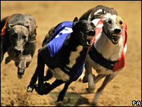 Dog Race, Fastest Dog Breeds, Speed of Dogs