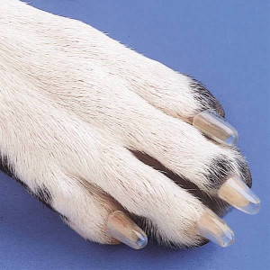 Dog Nails, Claws, Trimming and Clipping