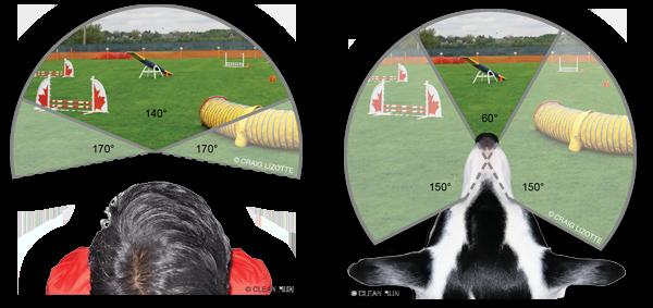 DOG & HUMAN VISION and EYES