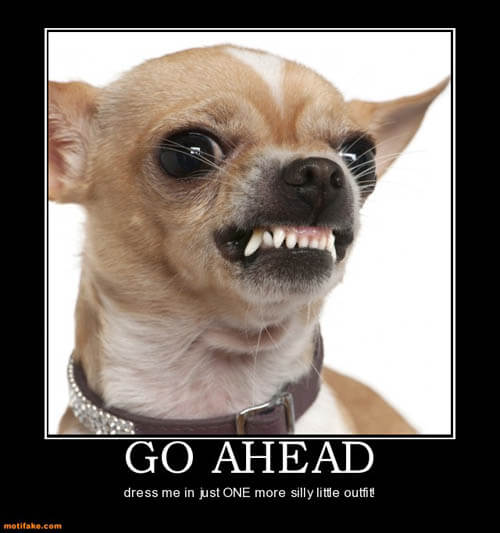 Dog demotivators and graphics