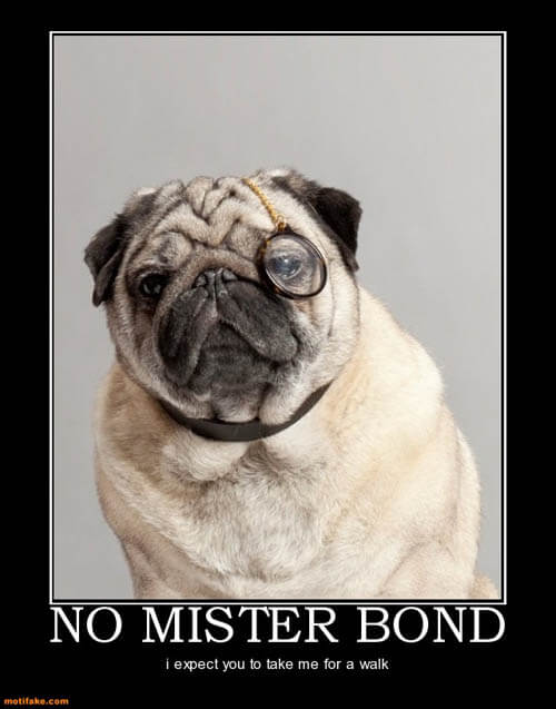 Dog demotivators and graphics