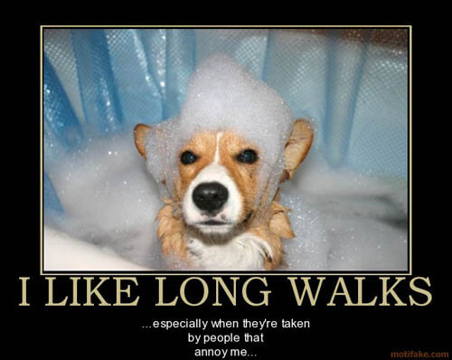 Dog demotivators and graphics