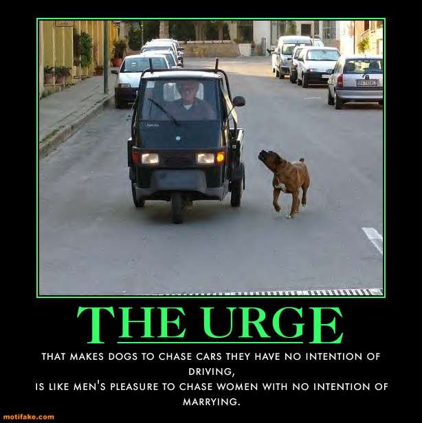 Dog demotivators and graphics