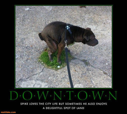 Dog demotivators and graphics