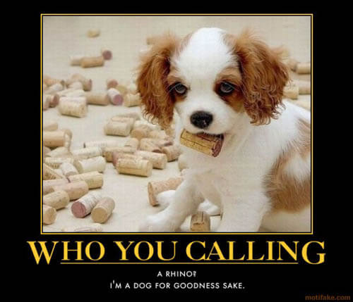 Dog demotivators and graphics