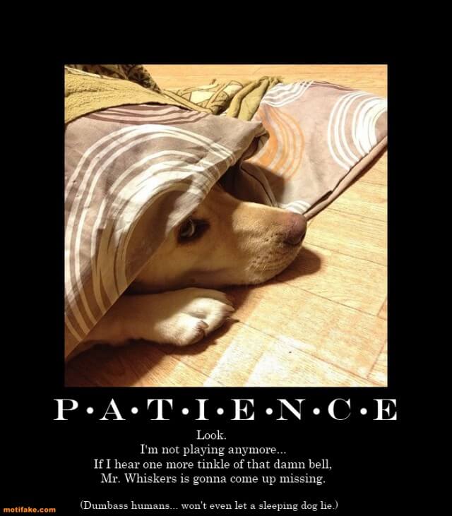 Dog demotivators and graphics