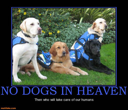 Dog demotivators and graphics