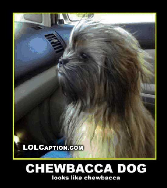 Dog demotivators and graphics