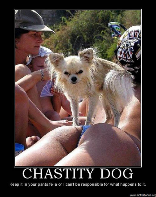 Dog demotivators and graphics