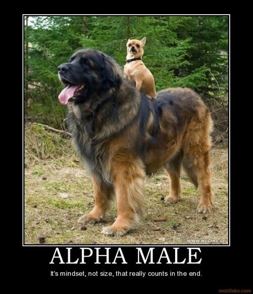 Dog demotivators and graphics