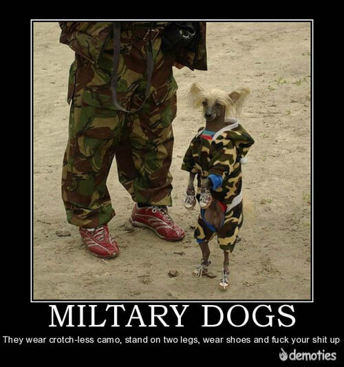 Dog demotivators and graphics