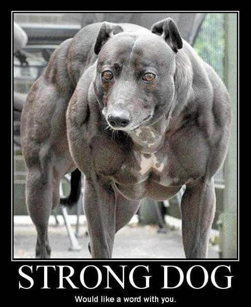 Dog demotivators and graphics