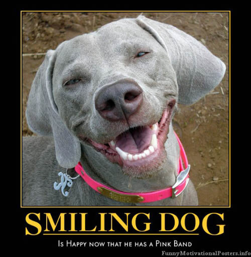 Dog demotivators and graphics