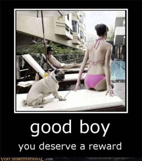 Dog demotivators and graphics