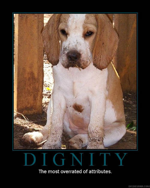 Dog demotivators and graphics