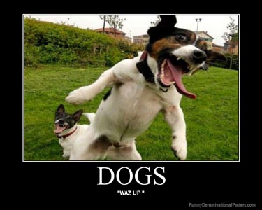 Dog demotivators and graphics