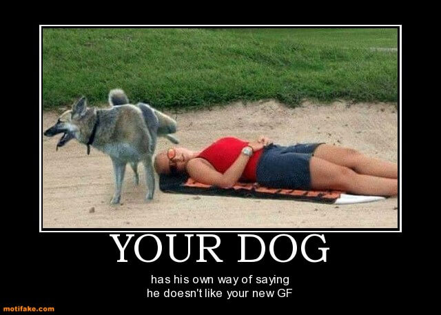 Dog demotivators and graphics