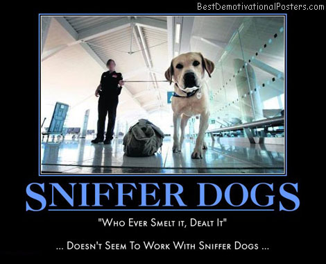 Dog demotivators and graphics