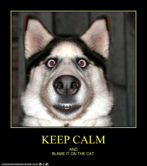 Dog demotivators and graphics