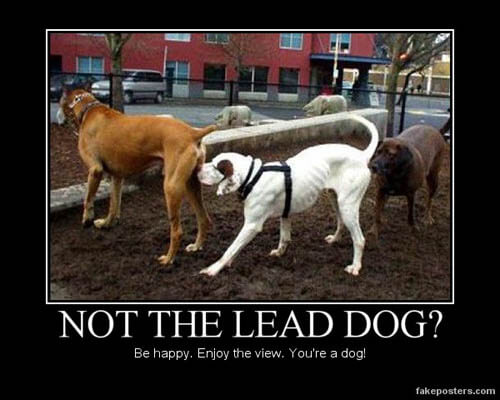 Dog demotivators and graphics