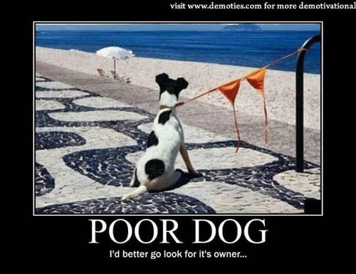 Dog demotivators and graphics