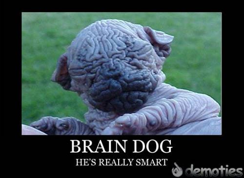 Dog demotivators and graphics