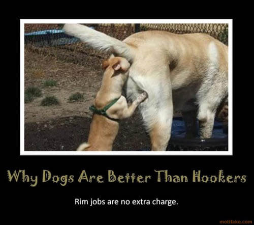 Dog demotivators and graphics