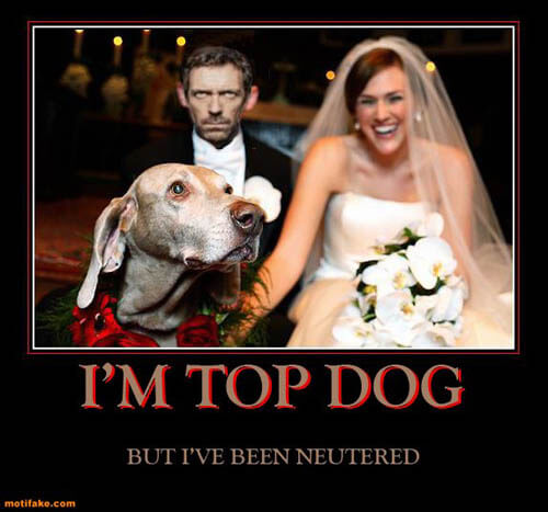 Dog demotivators and graphics