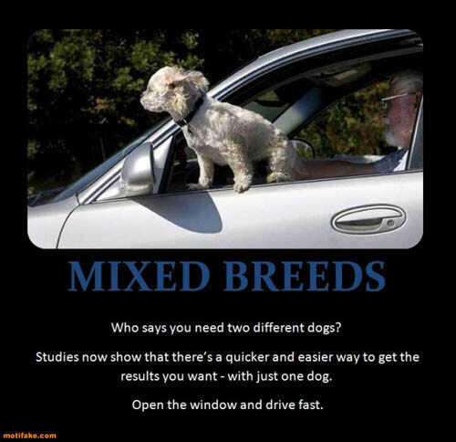 Dog demotivators and graphics